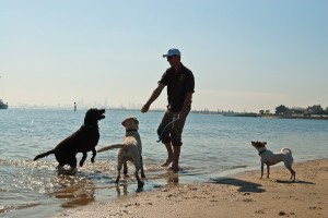 Dogminding-Image